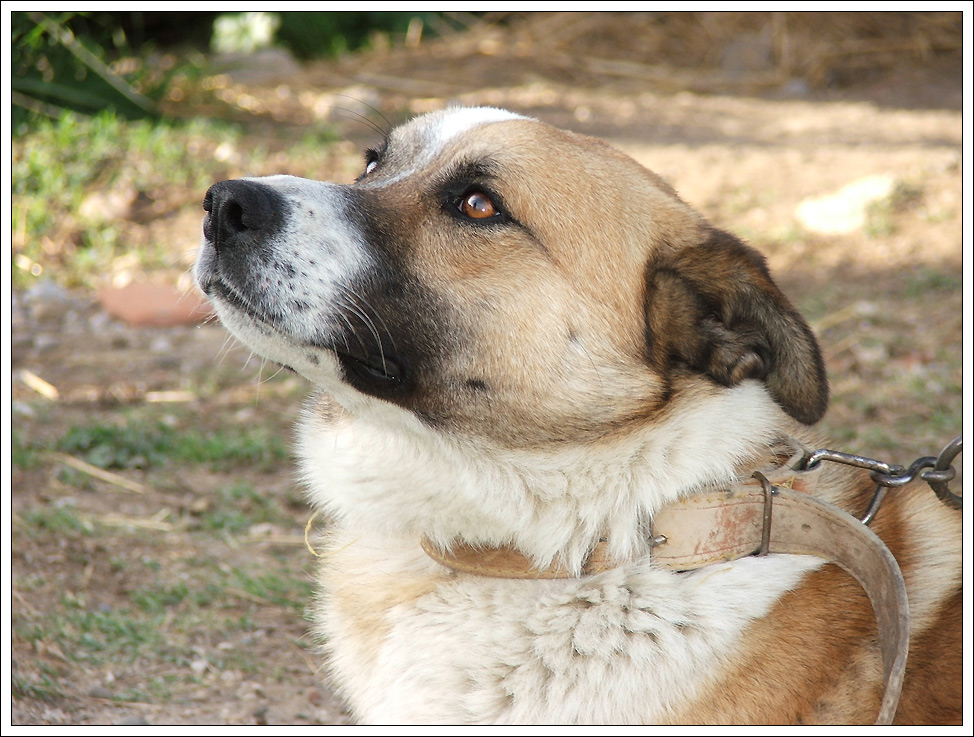 il mio cucciolotto