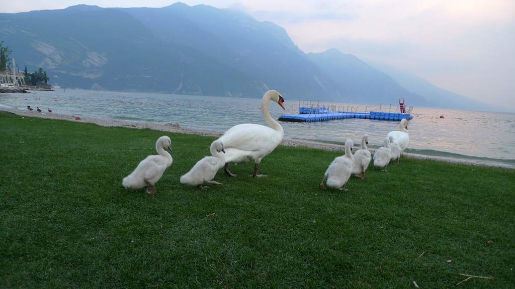 quatto passi in riva al lago