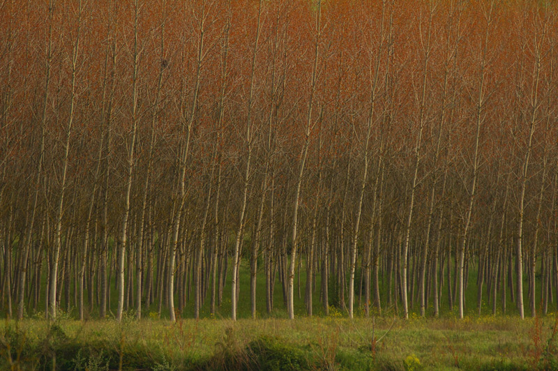 Arbre magique II