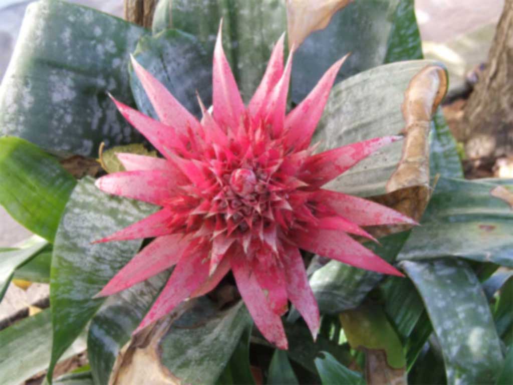 fiore in giardino
