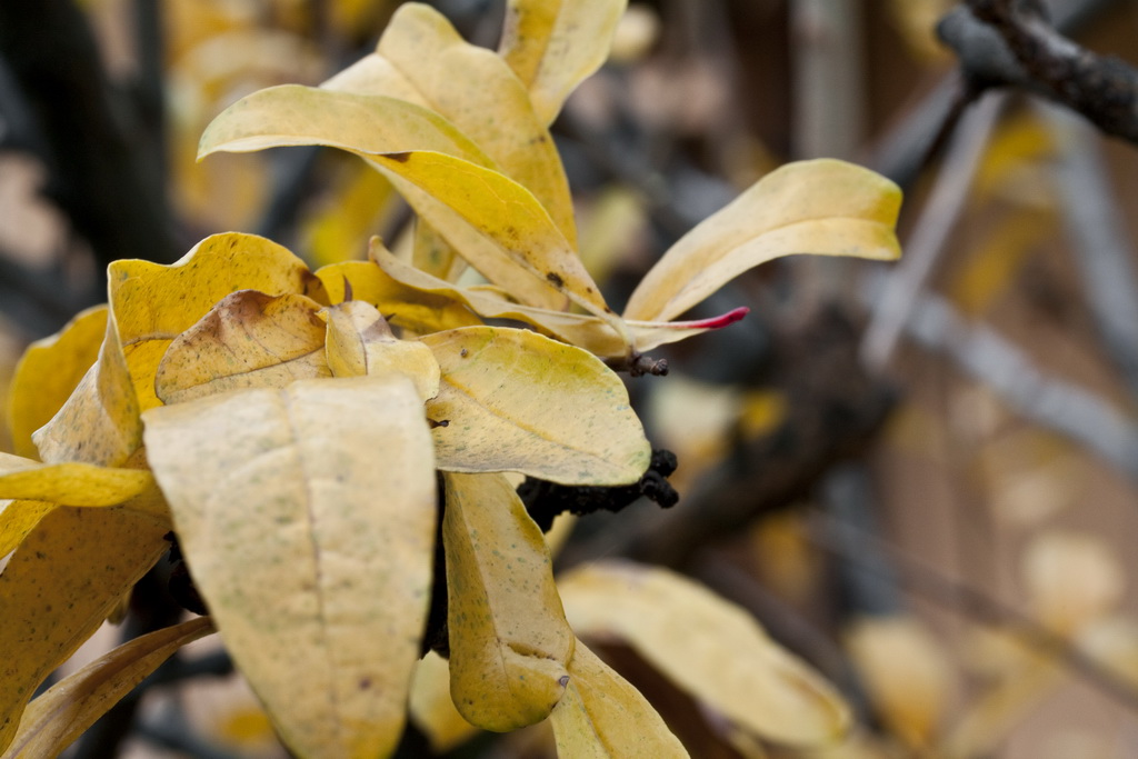 Autunno