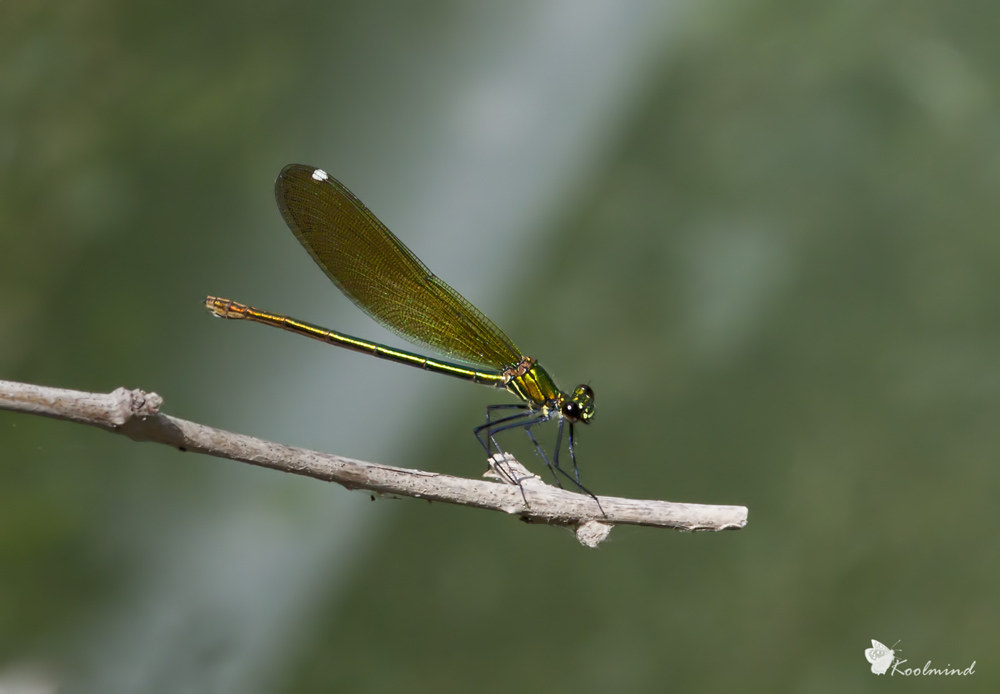 Prima Calopteryx Virgo