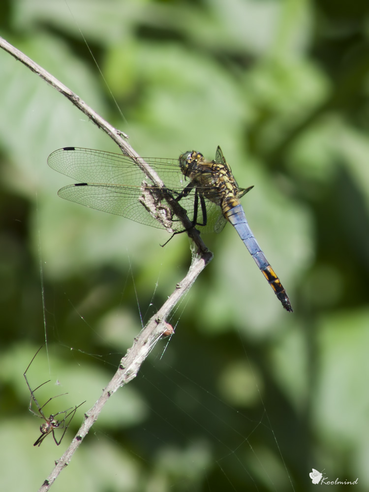 Orthetrum Cancellatum (con tele)