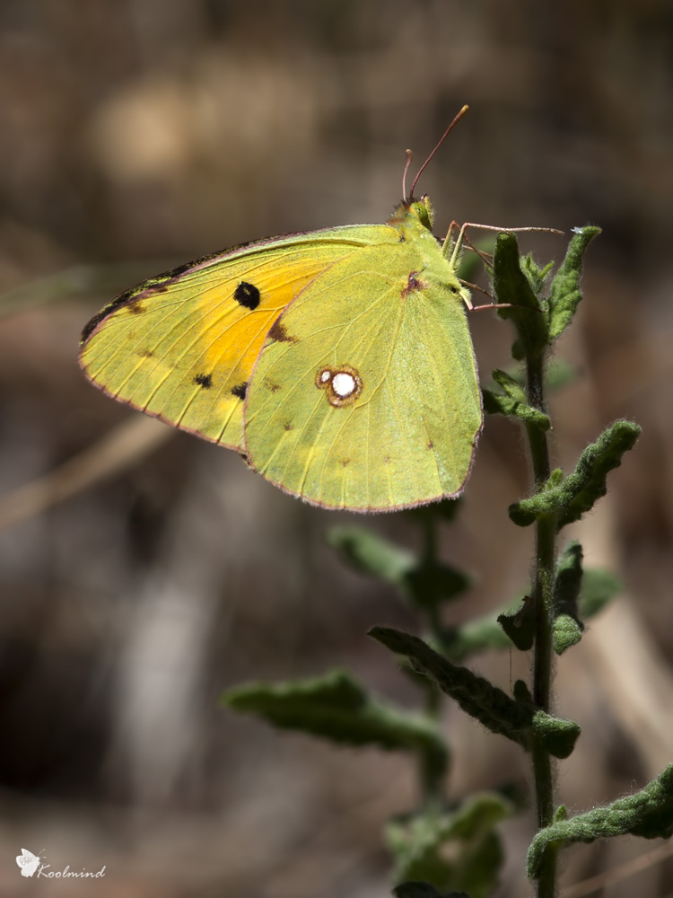 Prima Colias Crocea della carriera