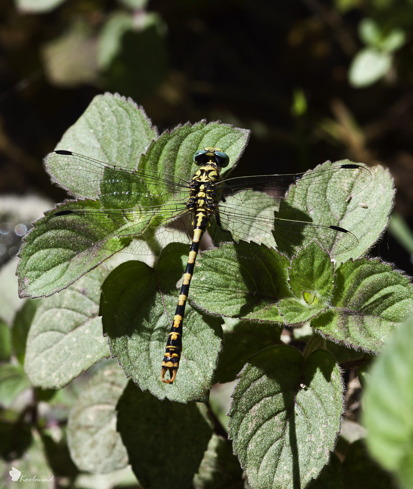 Onychogomphus uncatus