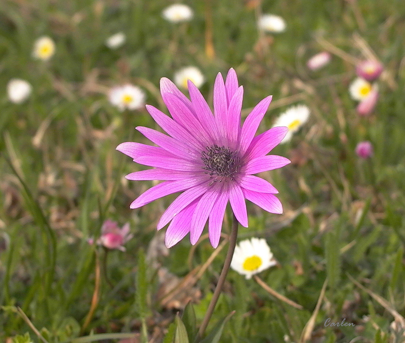 Fiore 2
