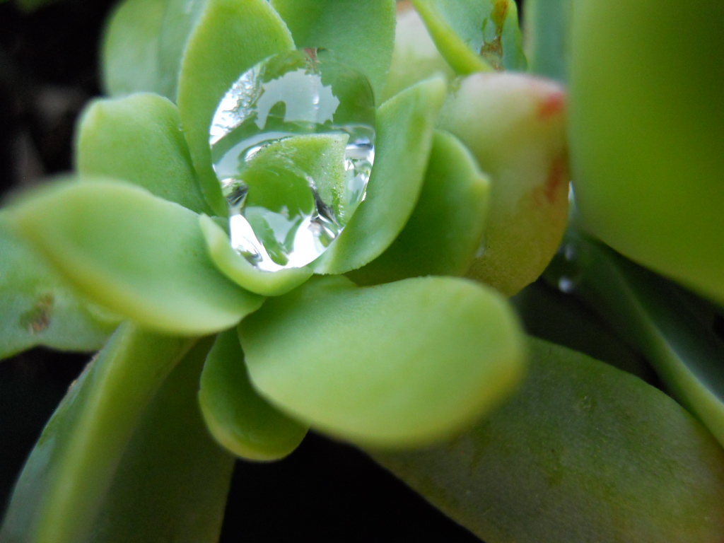 Diamante d'acqua