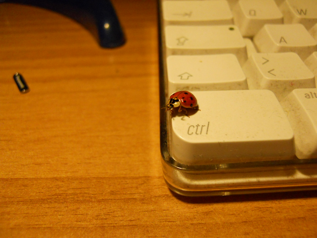 La coccinella del nuovo millenio