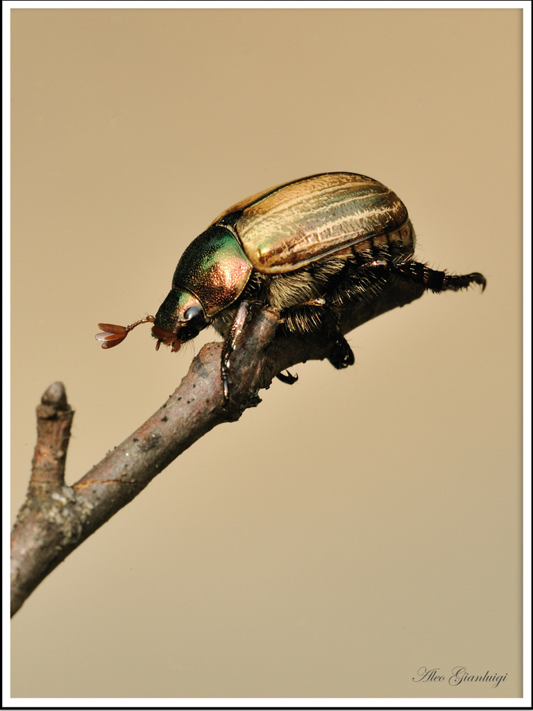 cetonia aurata