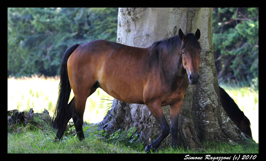 Horse