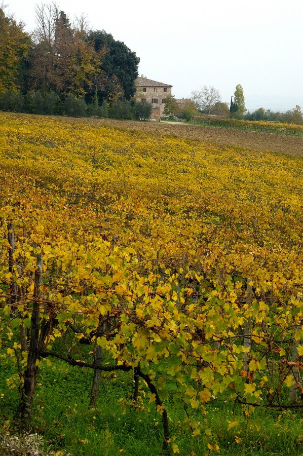 Vigna