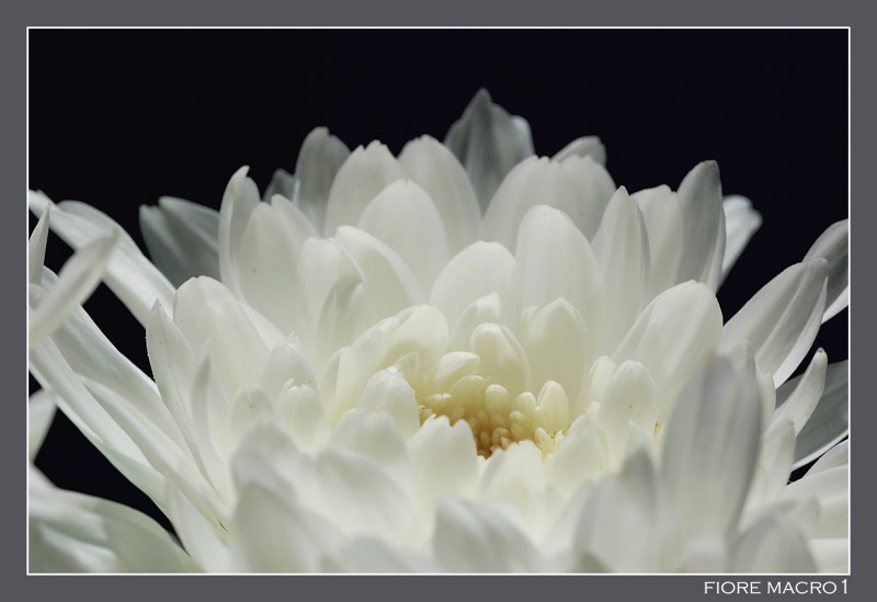 Fiore macro1