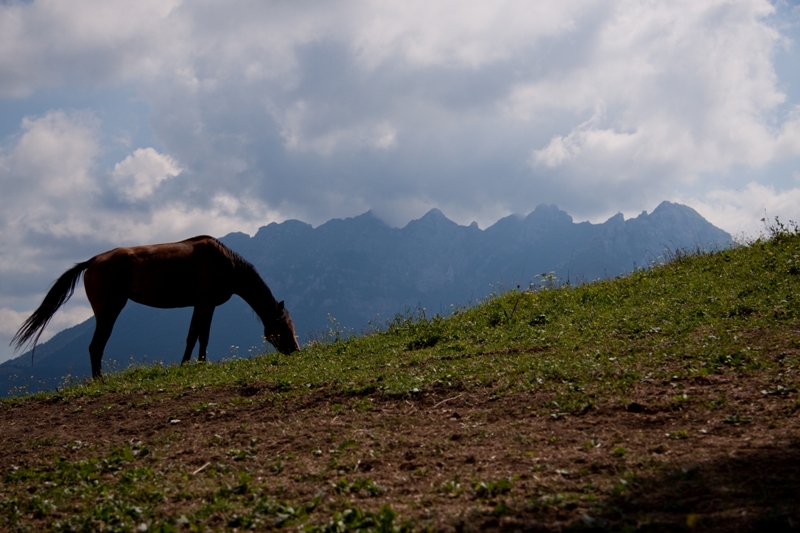 Cavallo alpino 02
