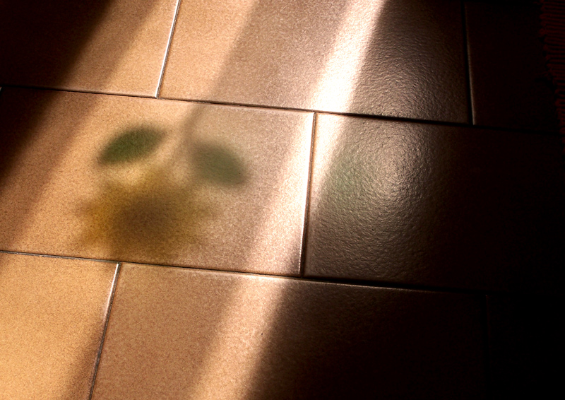 Dipinto dal Sole
