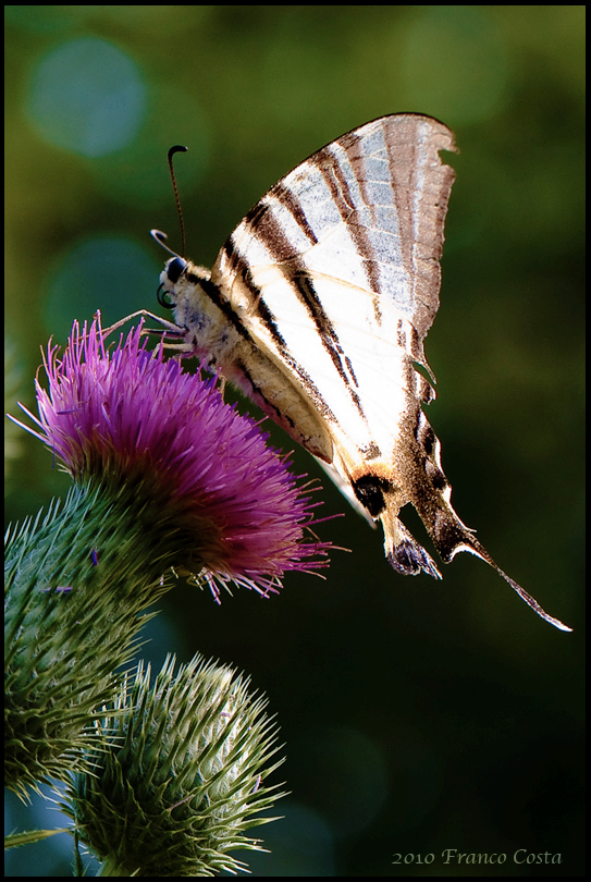 Farfalla