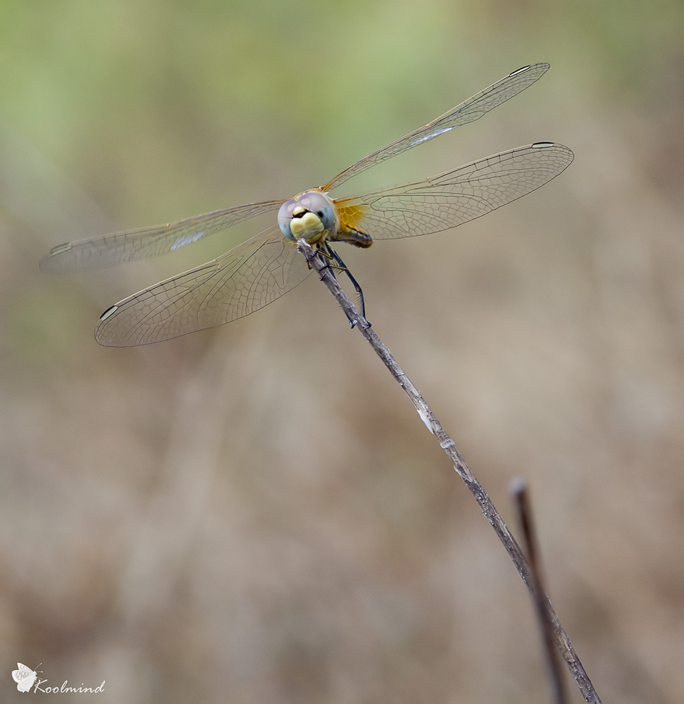 Sympetrum fonscolombii (pi ombreggiato)