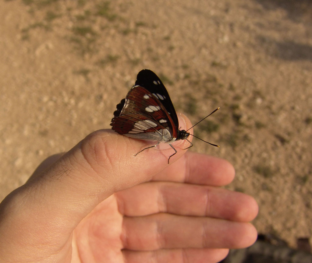 Lepidottero in mano