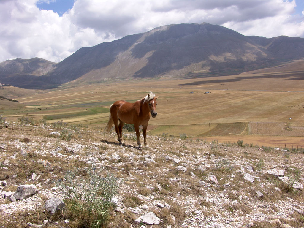 Cavallo sul Castelluccio di Norcia