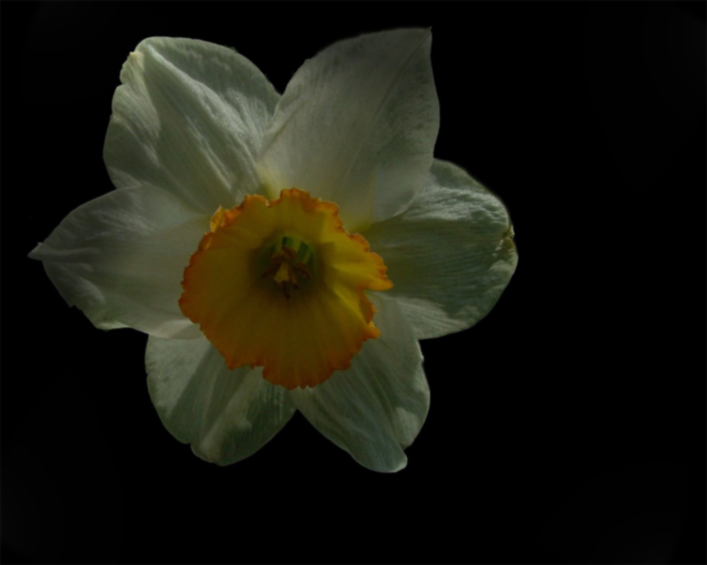 elaborata