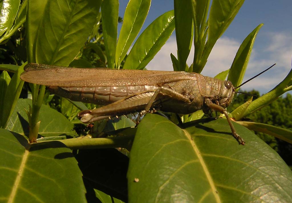 Locusta