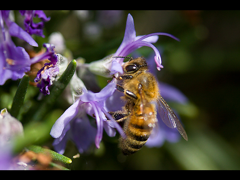 Macro...