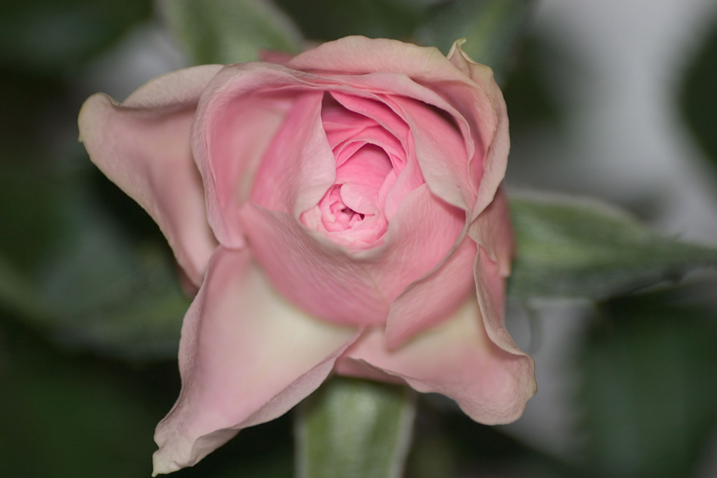 rosellina