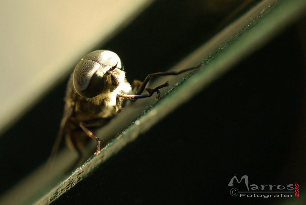 Mosca o simile...