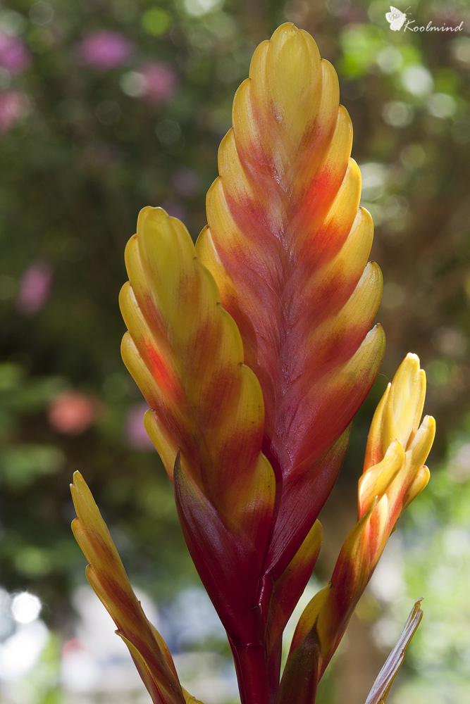 Vriesea Davine #2