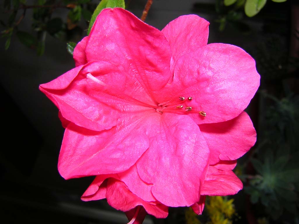 Azalea