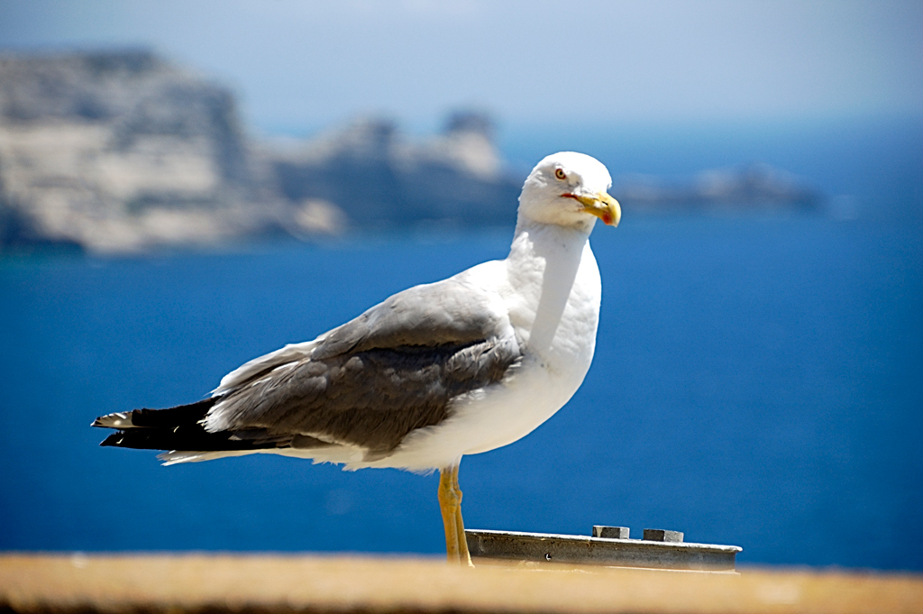 Gabbiano incavolato a Bonifacio