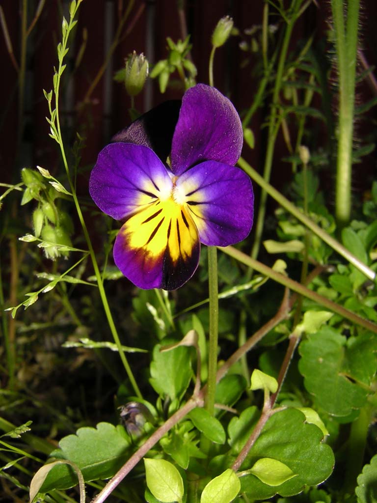 Violetta sul Terrazzo