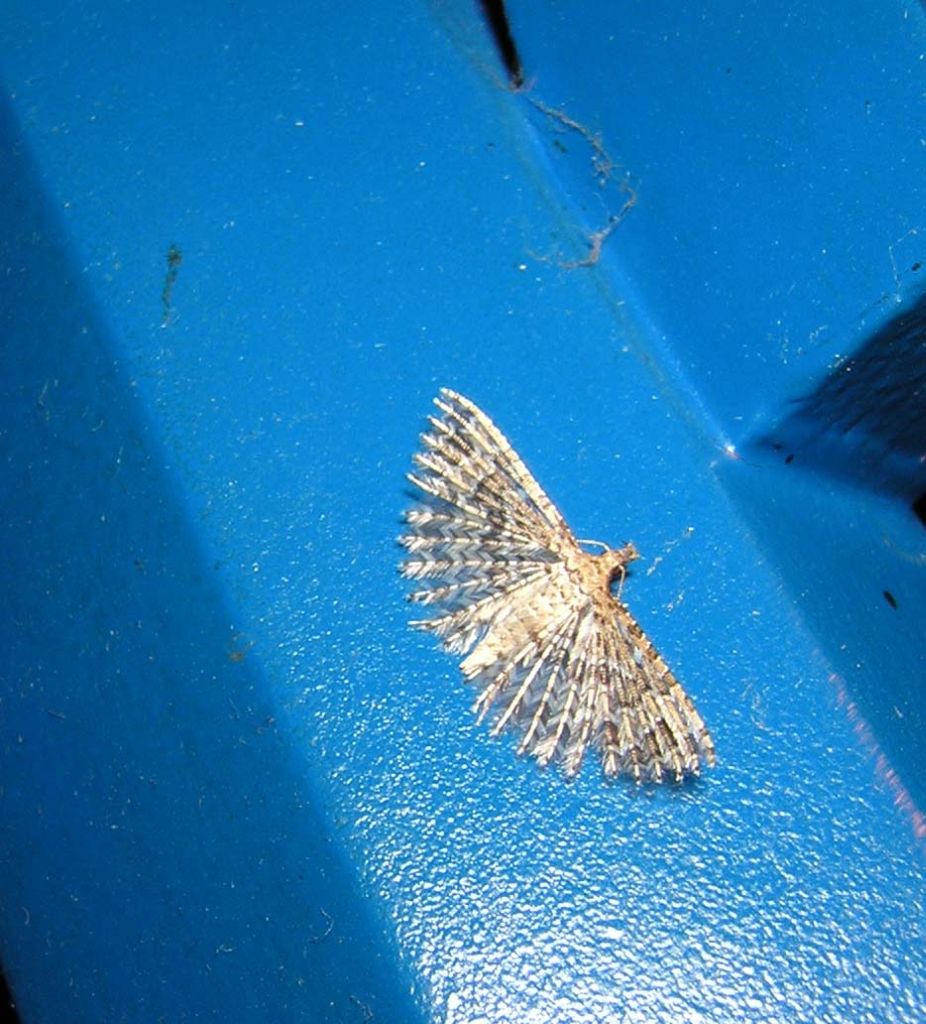 Falena sul lampadario