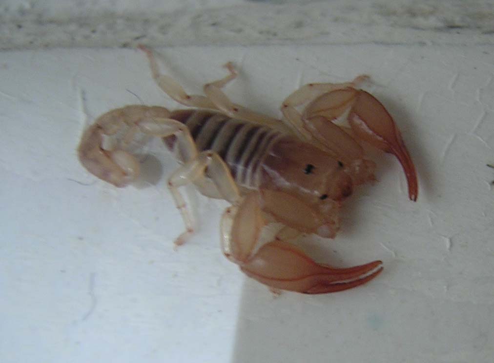 Scorpione appena nato