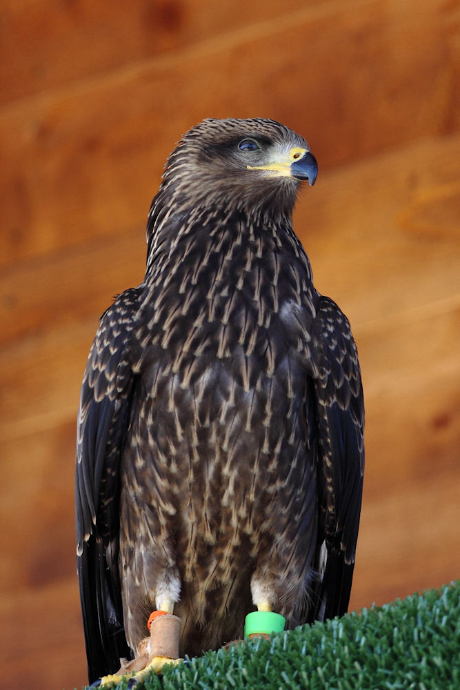 Falco
