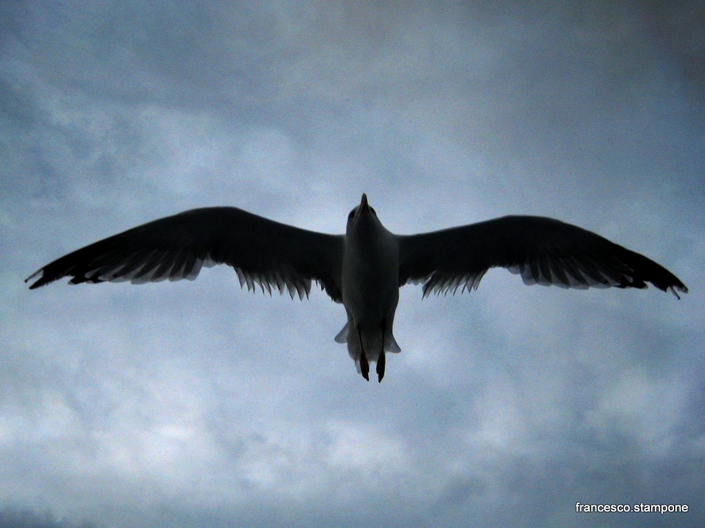 bird's wings