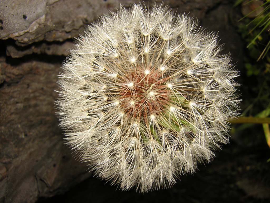 Fiore
