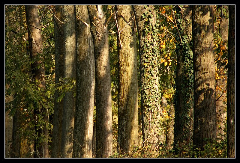 Fila d'alberi