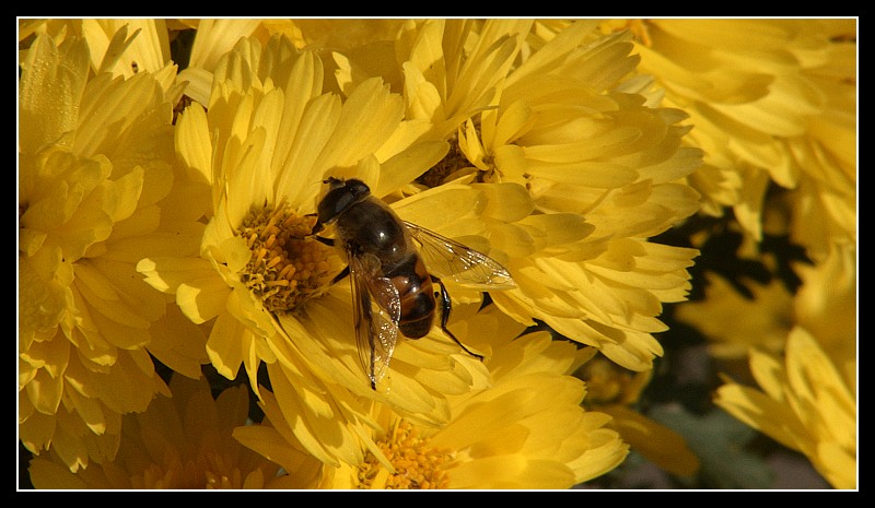 Fiori e ape