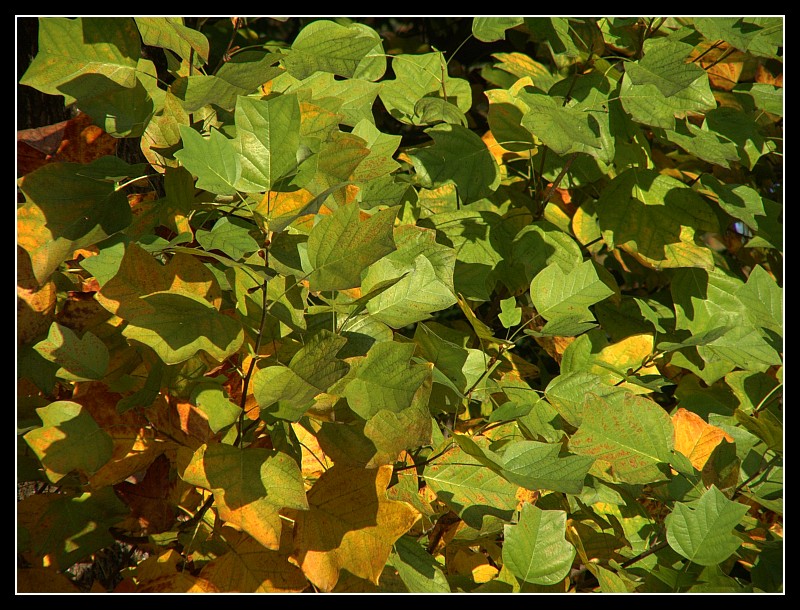 Verde e giallo