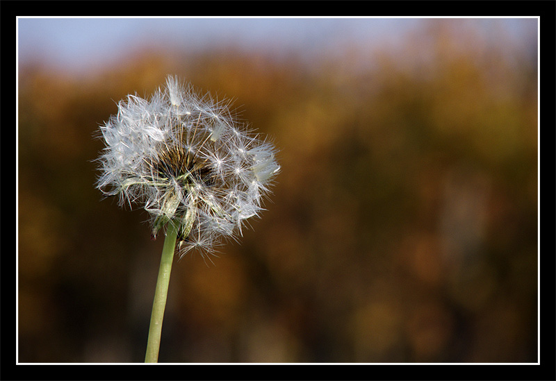 Soffione