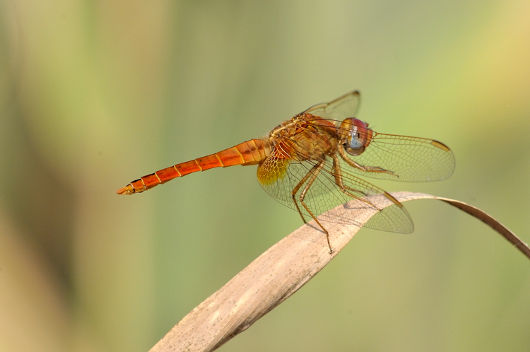 eleganza