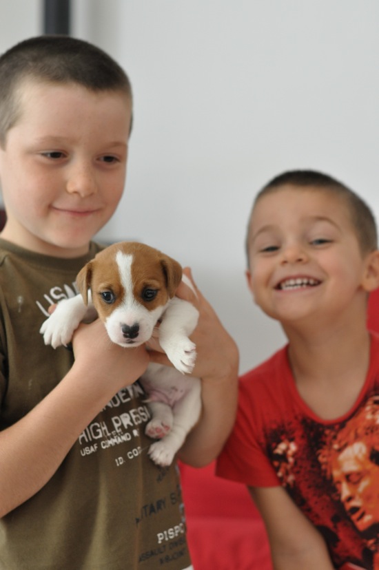 3 cuccioli