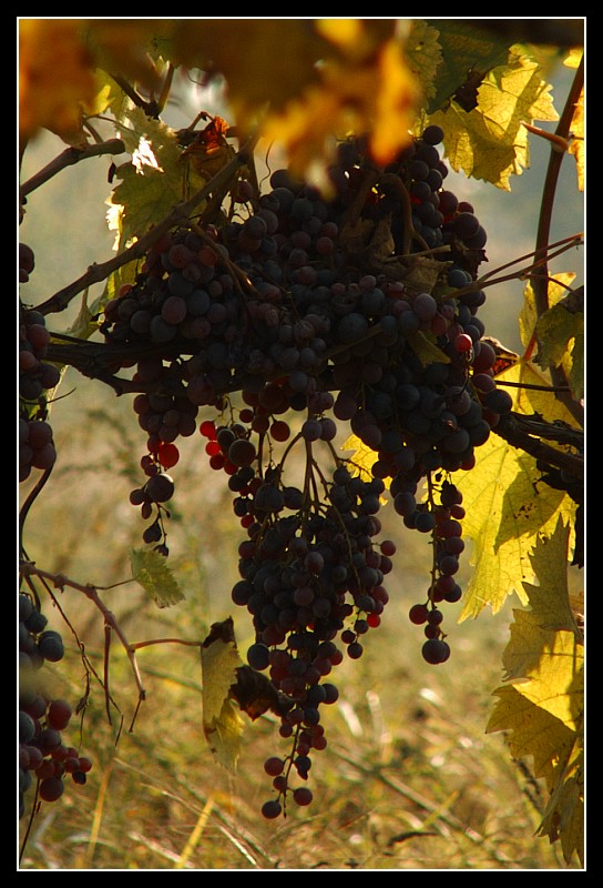 Grappoli d'uva