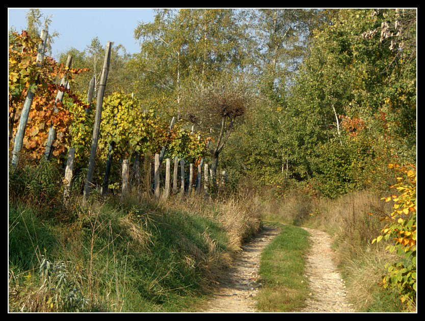 Stradina sterrata