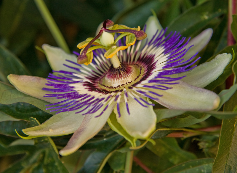 Passiflora