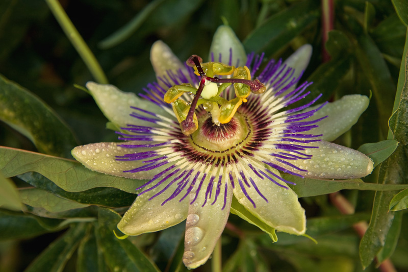 Passiflora 2