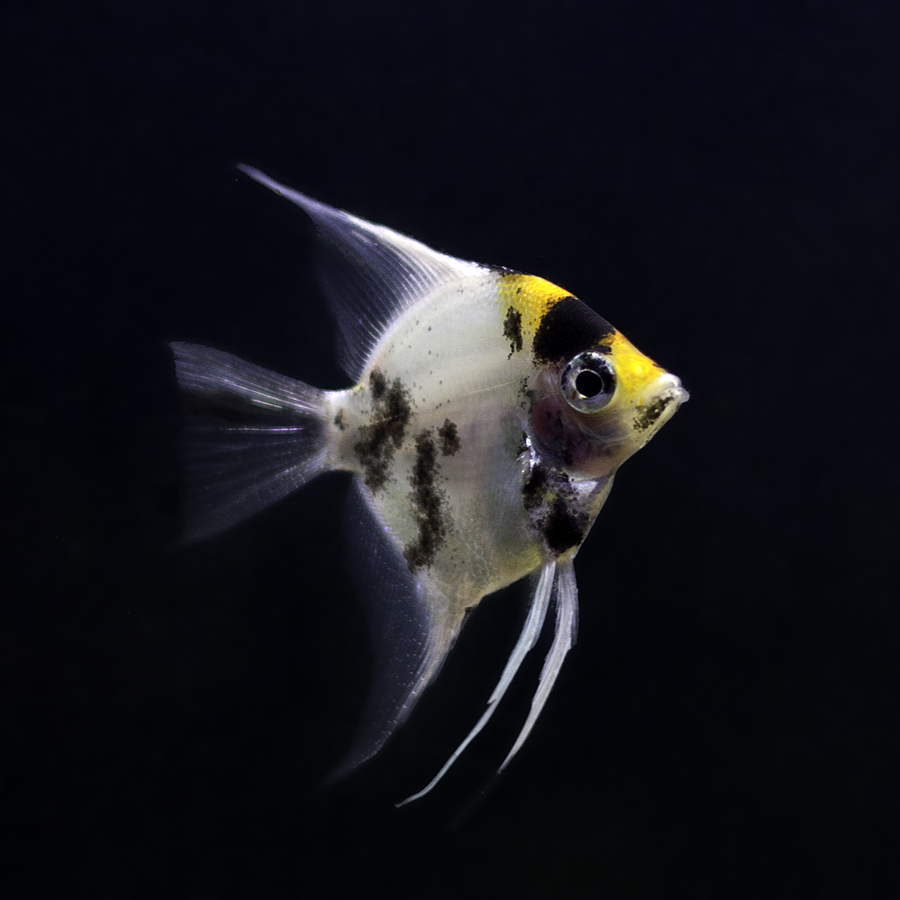 scalare solitario
