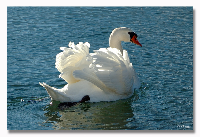 cigno