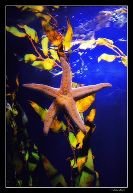 Stella marina - Oceanografico - Valencia