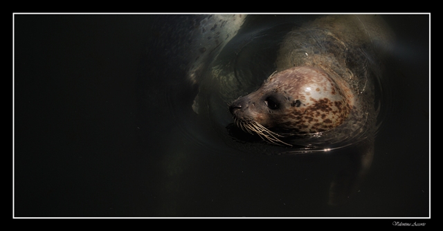 foca- Oceanografico - Valencia